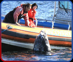 whale migration