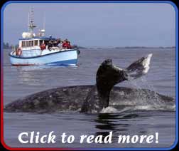 whale migration