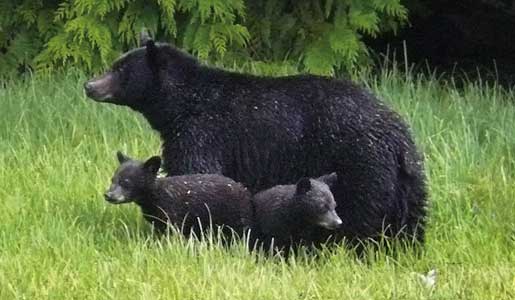 Black Bear munching grass