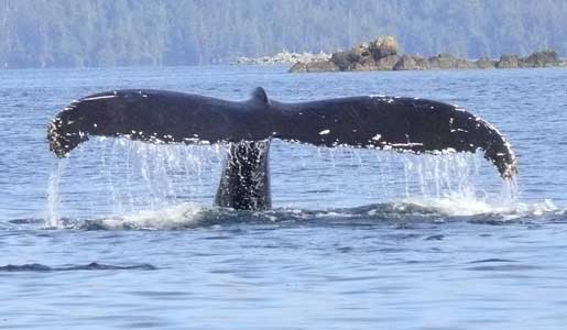 whale photography