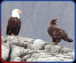 eagle on rocks
