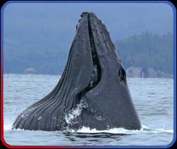 lunge feeding whale