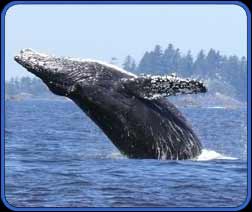 Humpback whale breeching