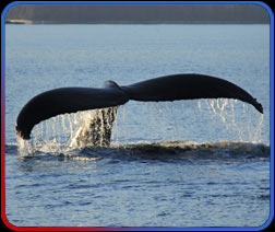 Spy hopping whale